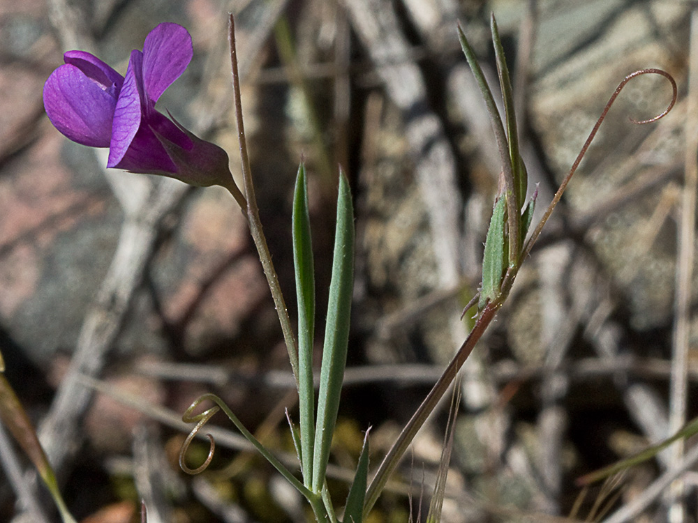 Pluma de ángel (Lathyrus angulatus)