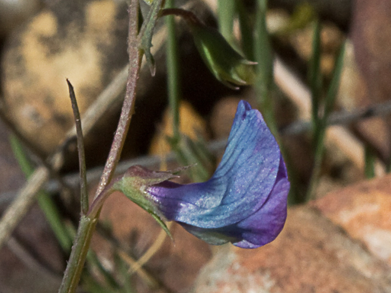 Pluma de ángel (Lathyrus angulatus)