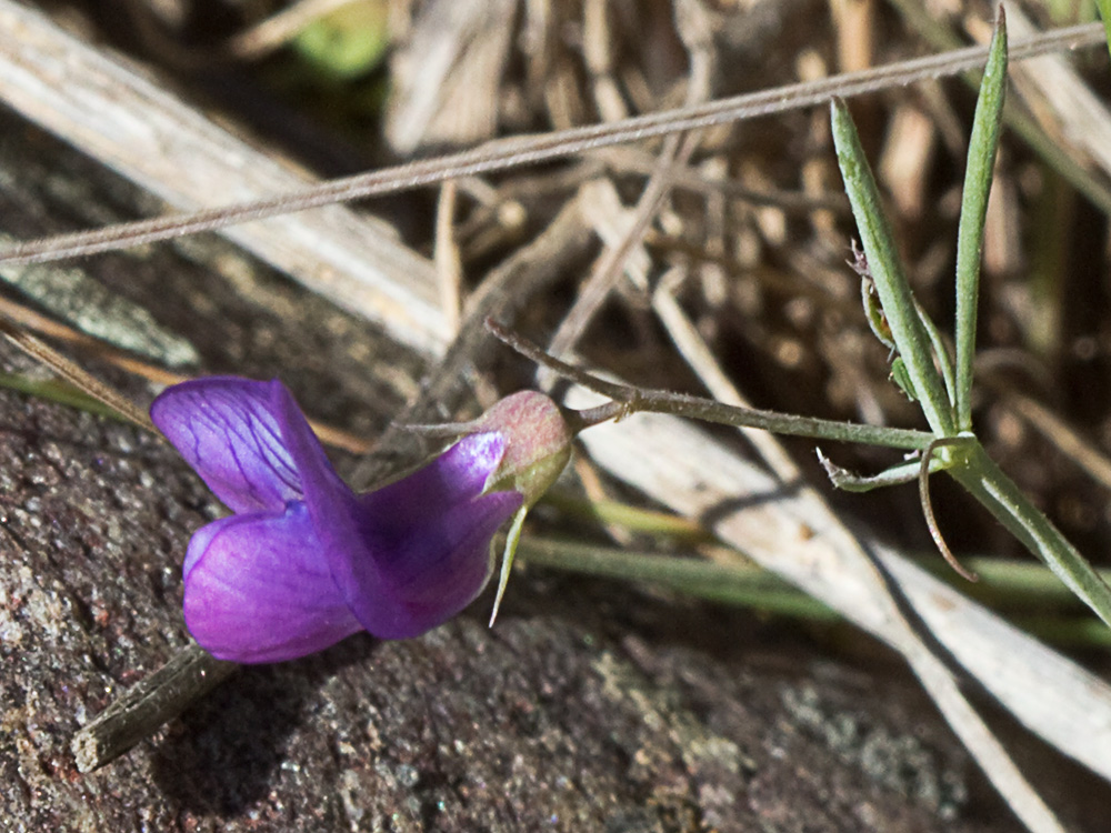 Pluma de ángel (Lathyrus angulatus)