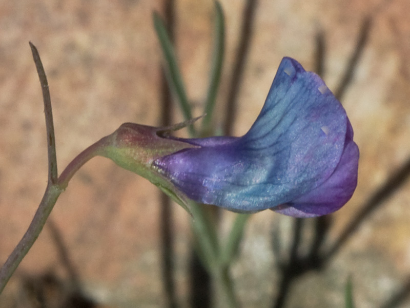 Pluma de ángel (Lathyrus angulatus)