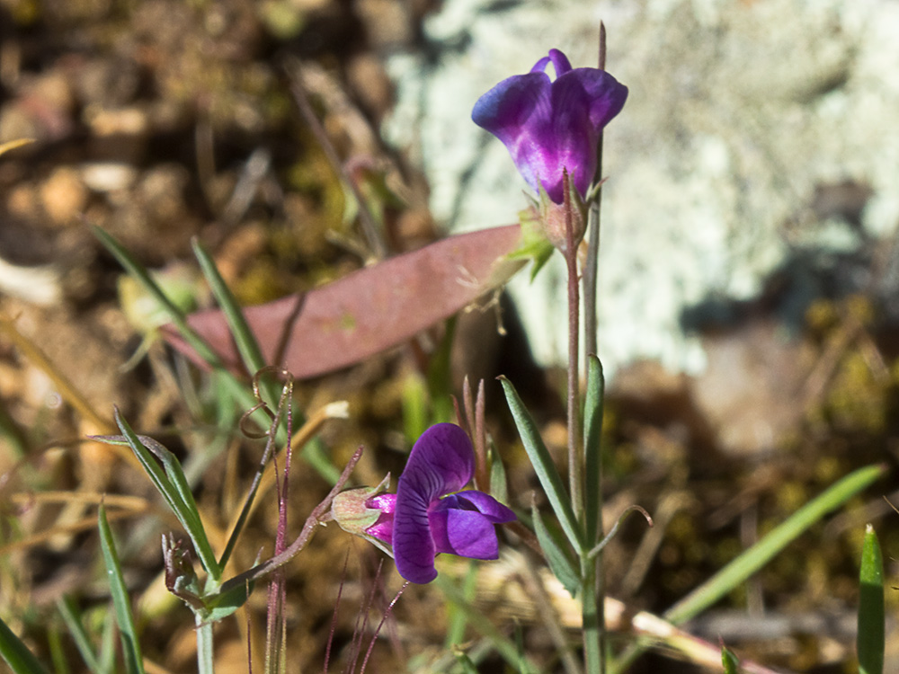 Pluma de ángel (Lathyrus angulatus)