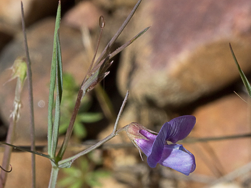 Pluma de ángel (Lathyrus angulatus)