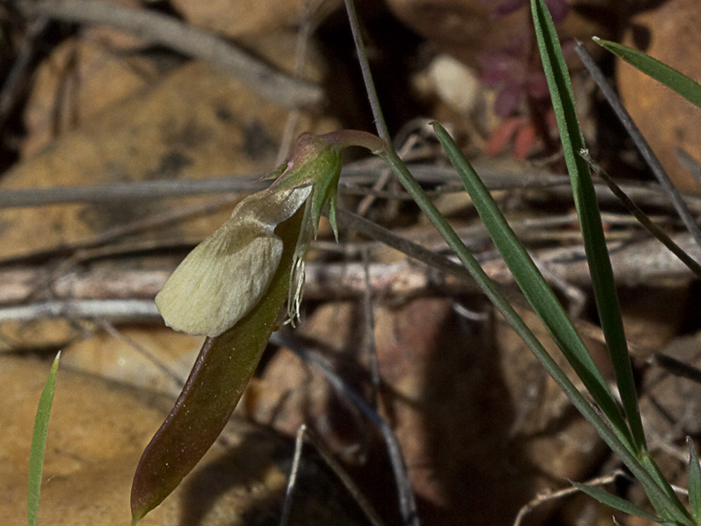 Pluma de ángel (Lathyrus angulatus)