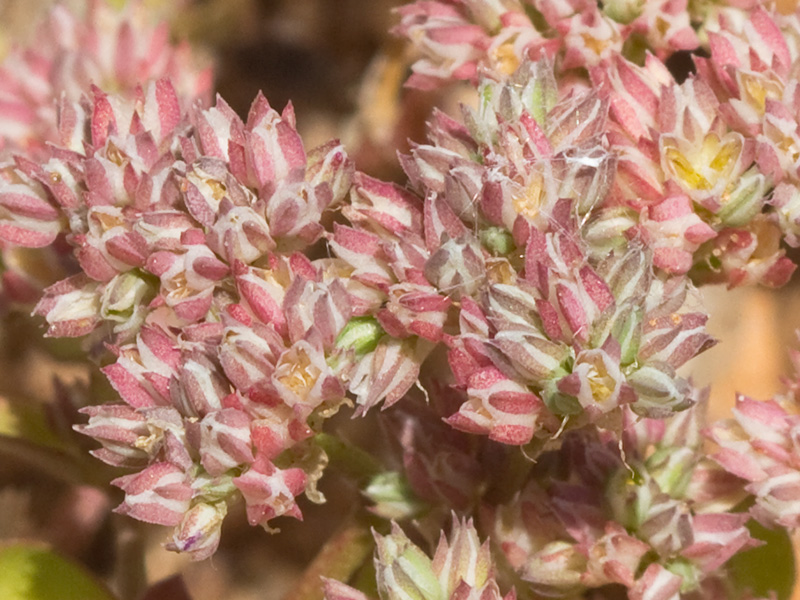 Policarpón (Polycarpon tetraphyllum (L.) L. subsp. diphyllum (Cav.))