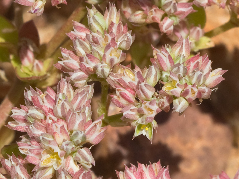 Policarpón (Polycarpon tetraphyllum (L.) L. subsp. diphyllum (Cav.))