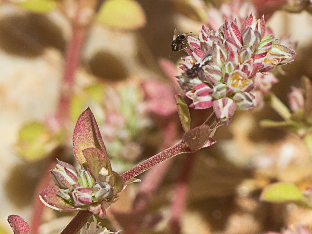 Policarpón (Polycarpon tetraphyllum (L.) L. subsp. diphyllum (Cav.))
