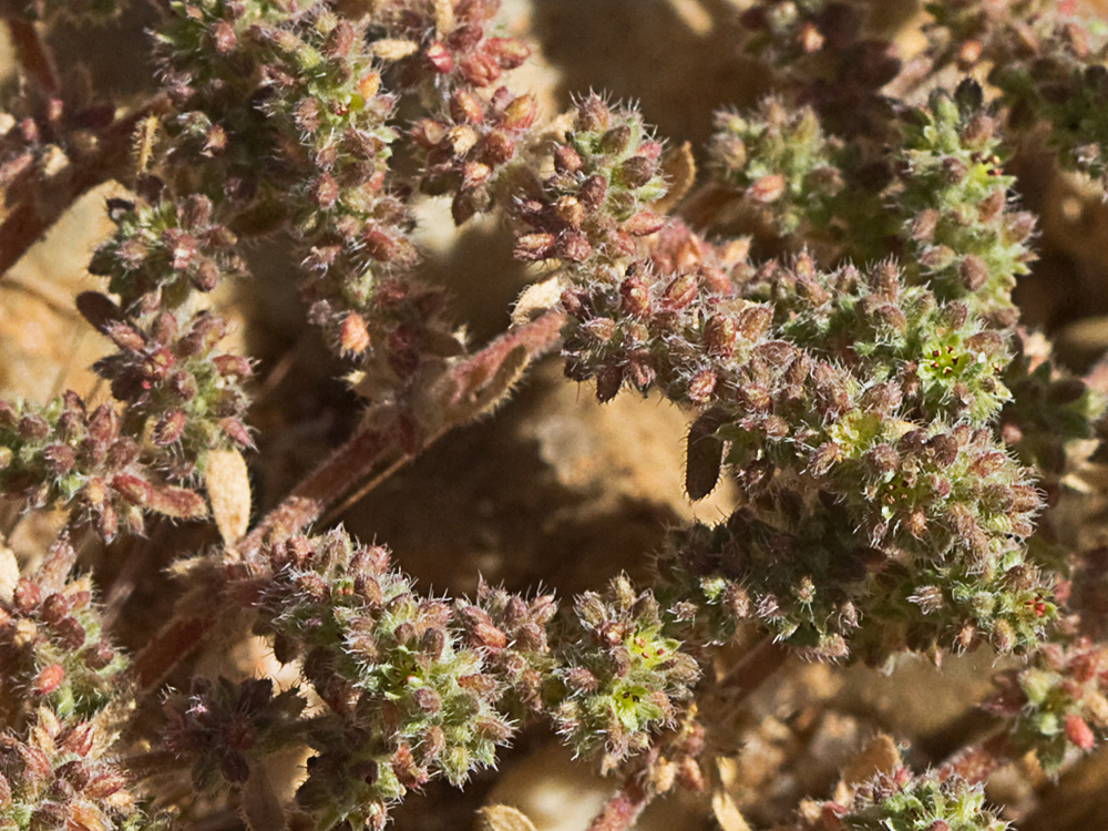 Policarpón (Polycarpon tetraphyllum (L.) L. subsp. diphyllum (Cav.))