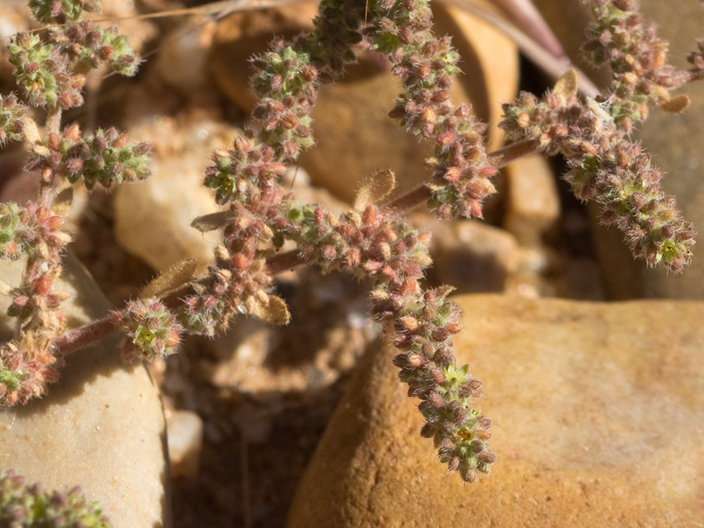 Policarpón (Polycarpon tetraphyllum (L.) L. subsp. diphyllum (Cav.))