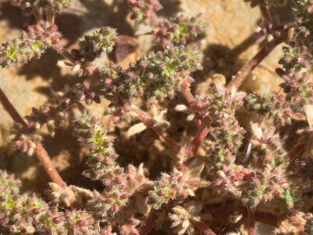 Policarpón (Polycarpon tetraphyllum (L.) L. subsp. diphyllum (Cav.))