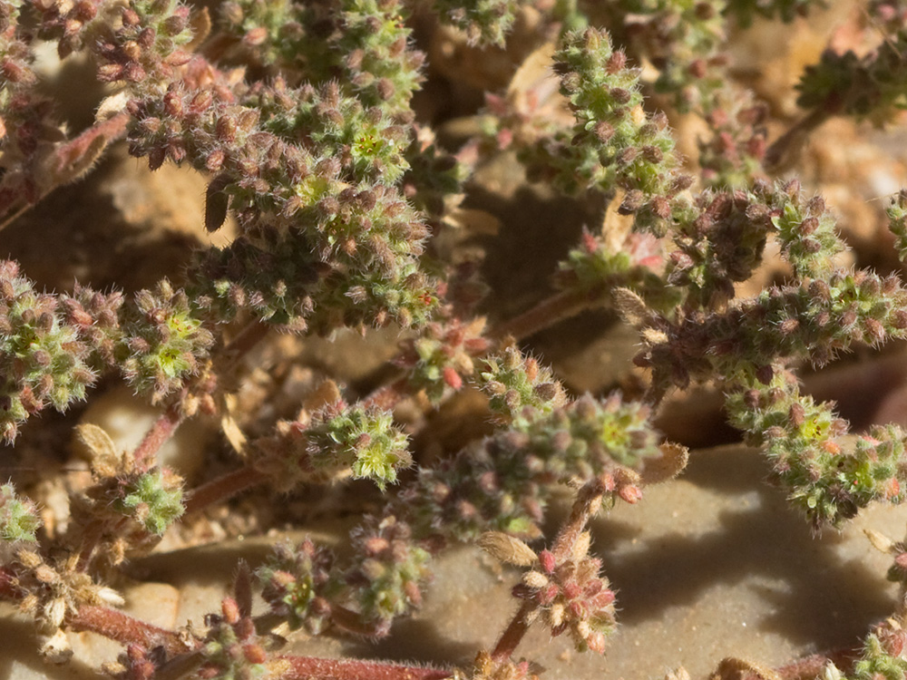 Policarpón (Polycarpon tetraphyllum (L.) L. subsp. diphyllum (Cav.))