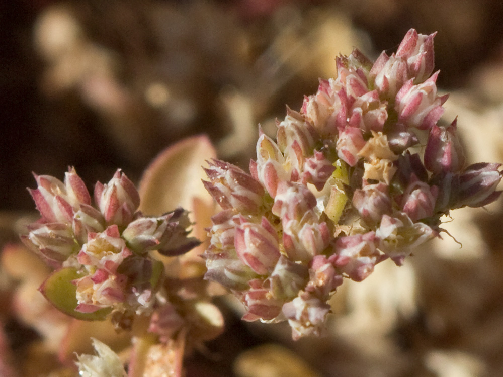 Policarpón (Polycarpon tetraphyllum (L.) L. subsp. diphyllum (Cav.))