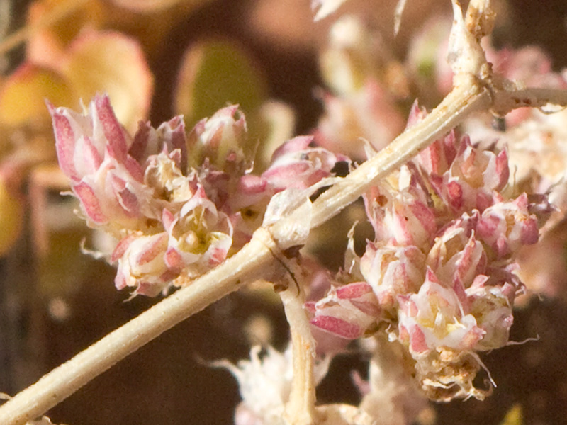 Policarpón (Polycarpon tetraphyllum (L.) L. subsp. diphyllum (Cav.))