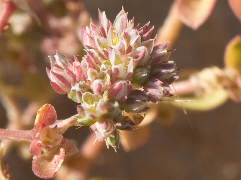 Policarpón (Polycarpon tetraphyllum (L.) L. subsp. diphyllum (Cav.))