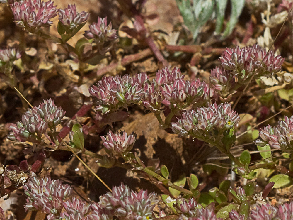 Policarpón (Polycarpon tetraphyllum (L.) L. subsp. diphyllum (Cav.))