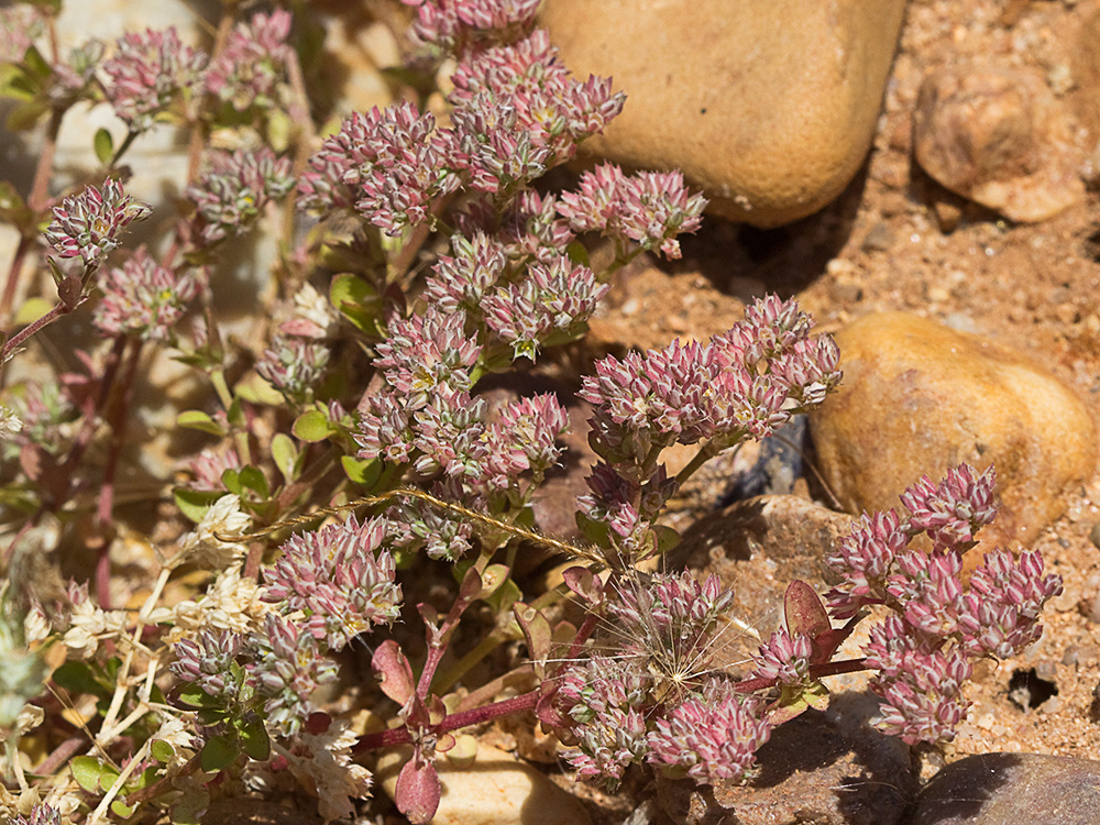 Policarpón (Polycarpon tetraphyllum (L.) L. subsp. diphyllum (Cav.))