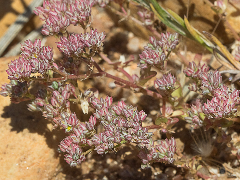 Policarpón (Polycarpon tetraphyllum (L.) L. subsp. diphyllum (Cav.))