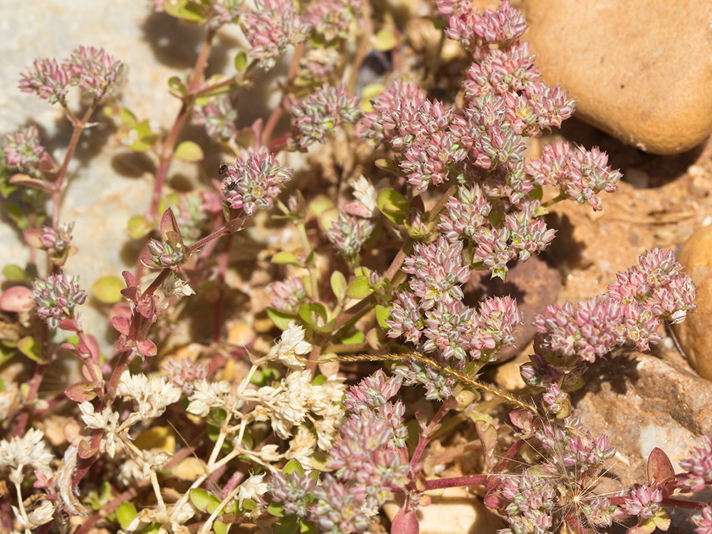 Policarpón (Polycarpon tetraphyllum (L.) L. subsp. diphyllum (Cav.))