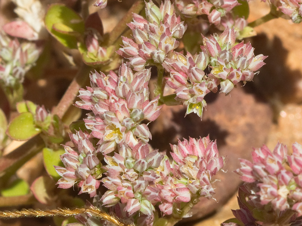 Policarpón (Polycarpon tetraphyllum (L.) L. subsp. diphyllum (Cav.))