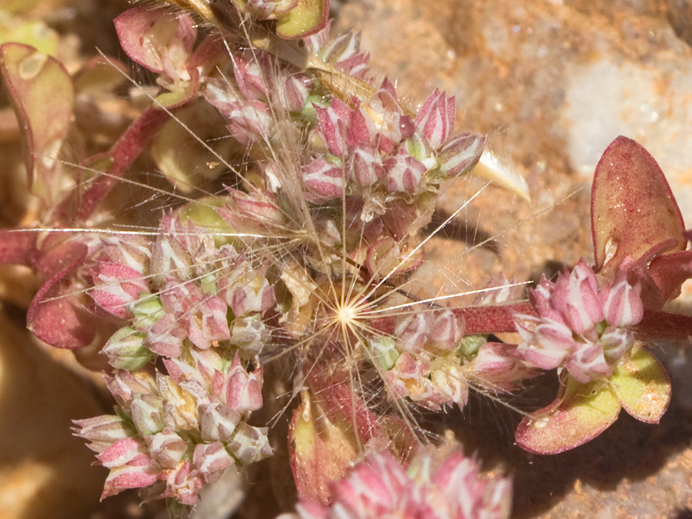 Policarpón (Polycarpon tetraphyllum (L.) L. subsp. diphyllum (Cav.))