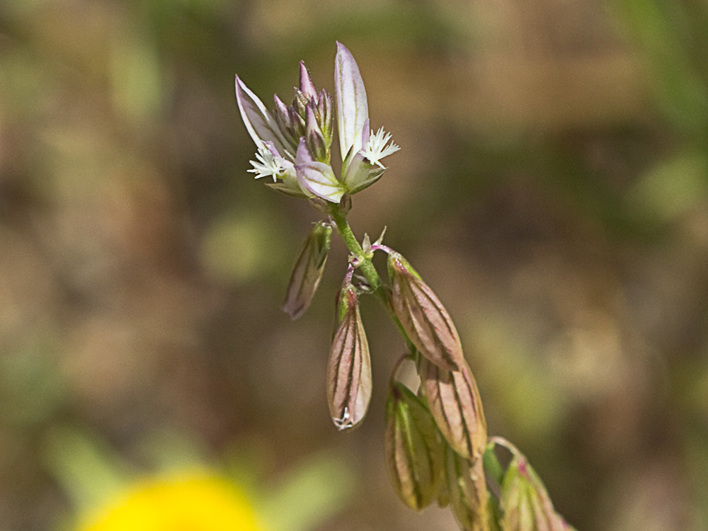 Polígala (Polygala monspeliaca L.)