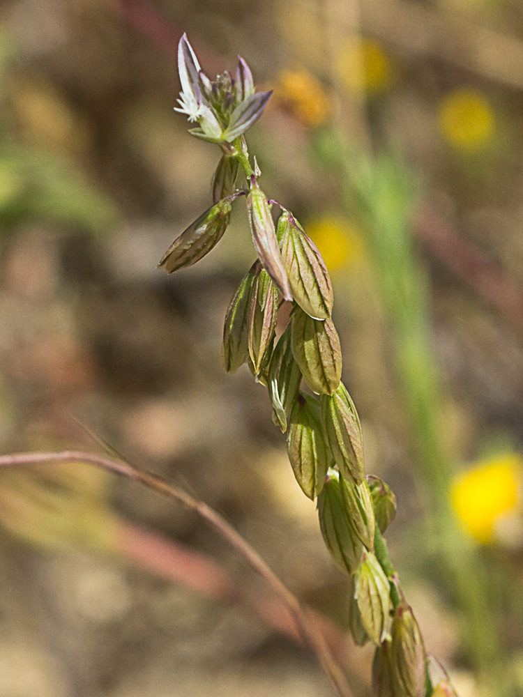 Polígala (Polygala monspeliaca L.)
