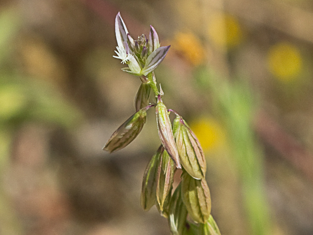 Polígala (Polygala monspeliaca L.)