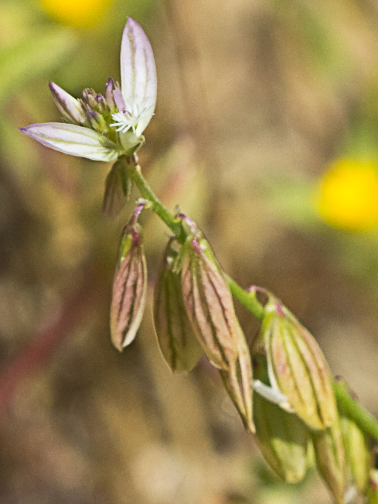 Polígala (Polygala monspeliaca L.)