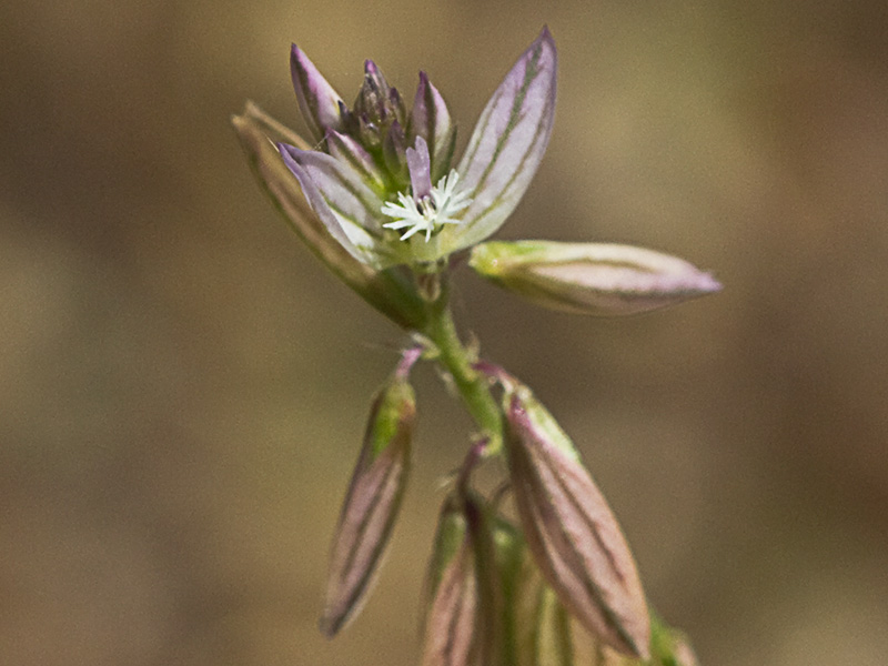 Polígala (Polygala monspeliaca L.)