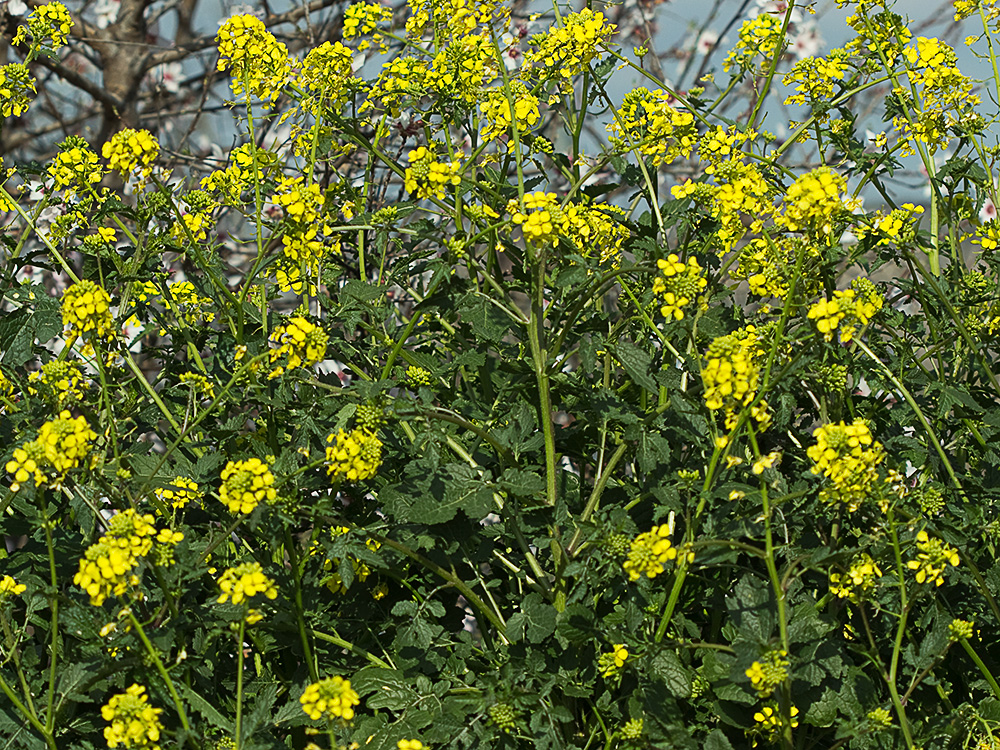 Rabanillo o Jaramago (Diplotaxis virgata)