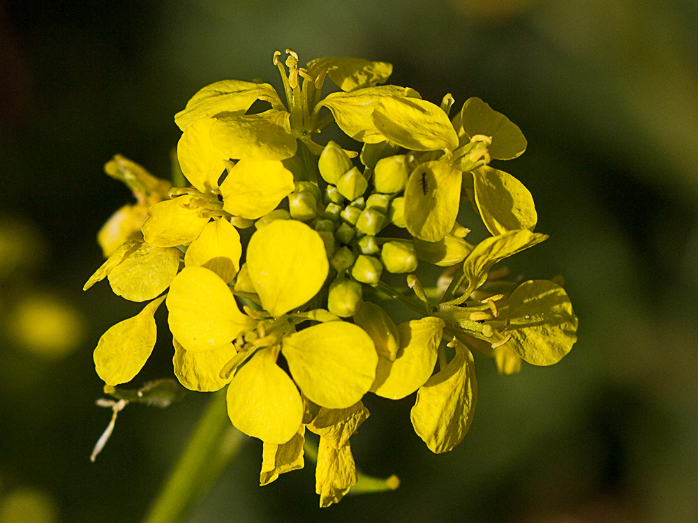 Rabanillo o Jaramago (Diplotaxis virgata)