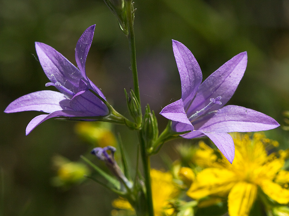 Rapónchigo (Campanula rapunculus)