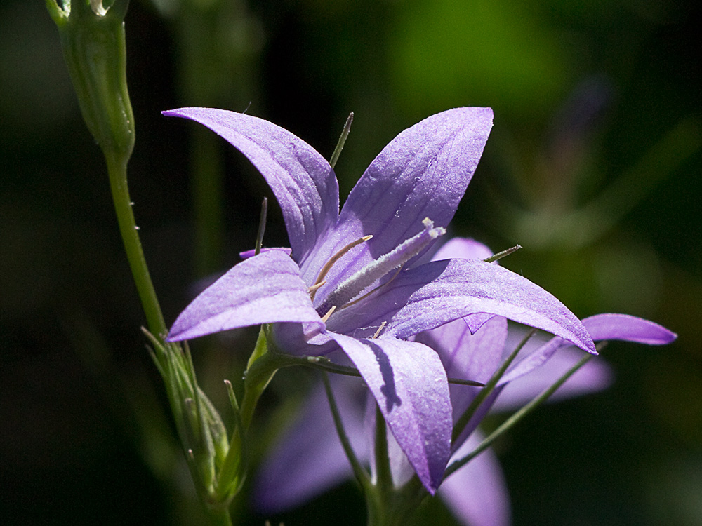 Rapónchigo (Campanula rapunculus)
