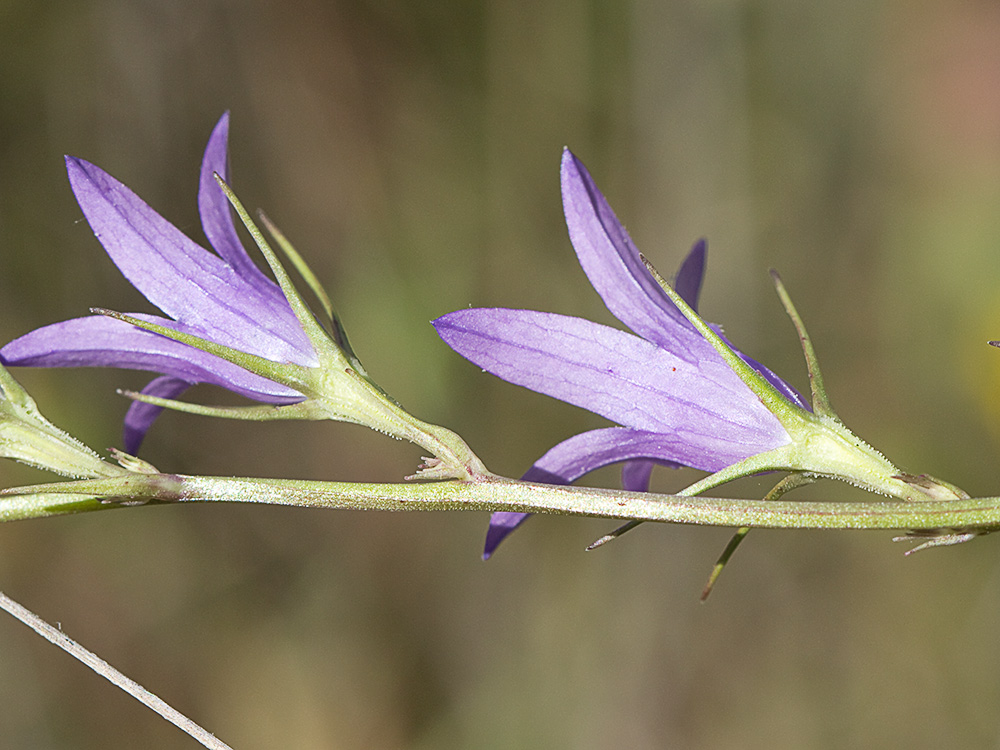 Rapónchigo (Campanula rapunculus)