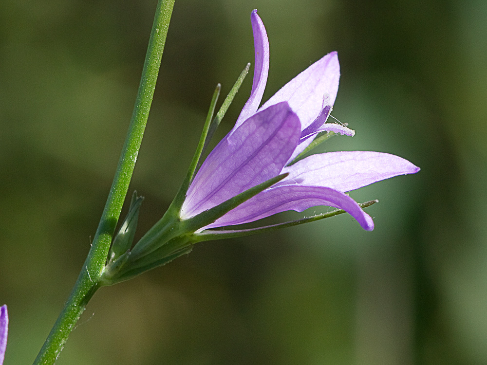 Rapónchigo (Campanula rapunculus)