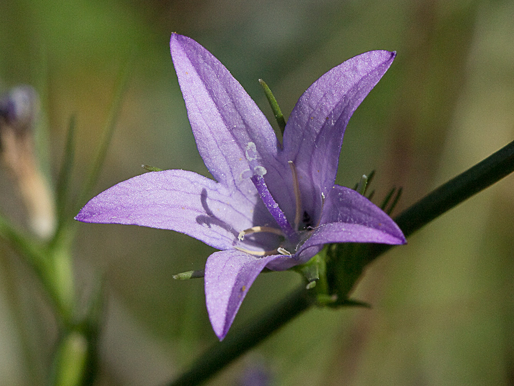 Rapónchigo (Campanula rapunculus)