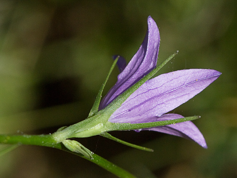 Rapónchigo (Campanula rapunculus)