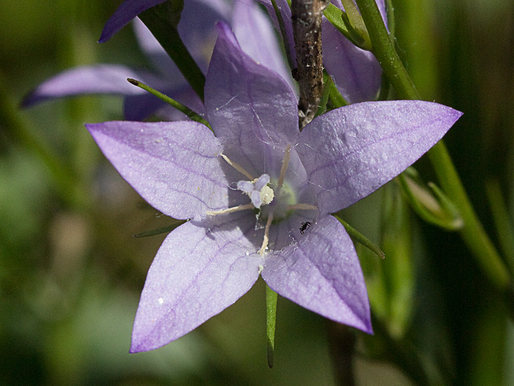 Rapónchigo (Campanula rapunculus)