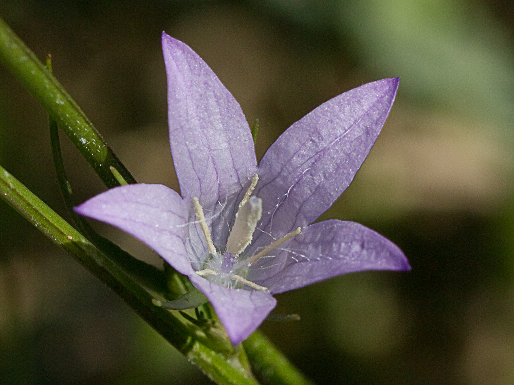 Rapónchigo (Campanula rapunculus)