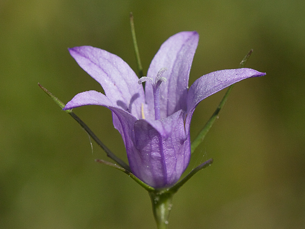 Rapónchigo (Campanula rapunculus)
