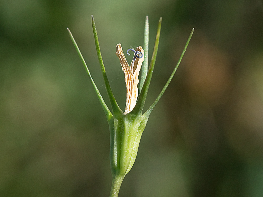 Rapónchigo (Campanula rapunculus)