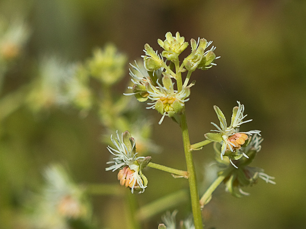 Gualdilla (Reseda phyteuma)