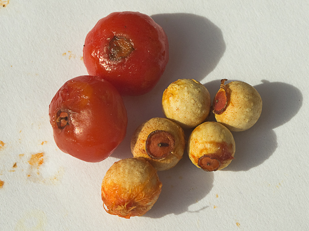 Frutos y semillas de la Osyris alba. Retama loca