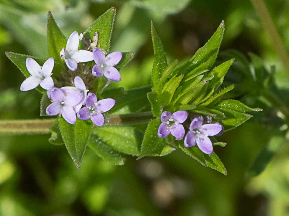 Revoli (Sherardia arvensis L.)