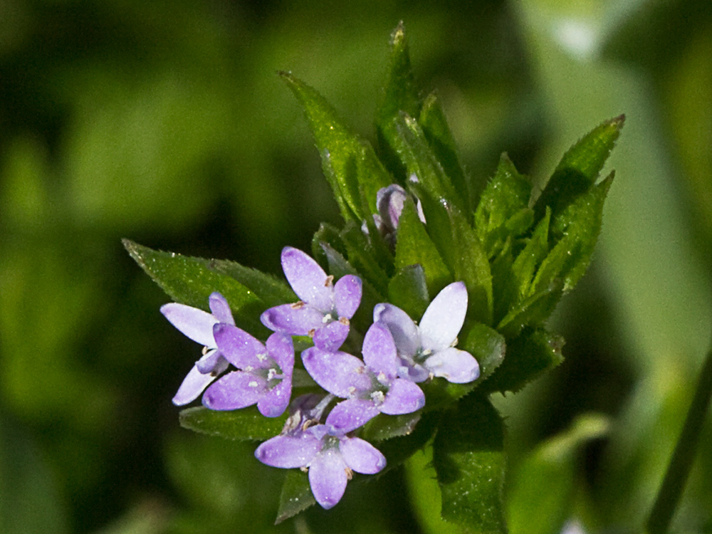 Revoli (Sherardia arvensis L.)