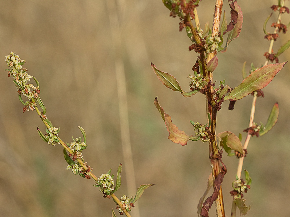 Planta de la Romaza aglomerada (Rumex conglomeratus)