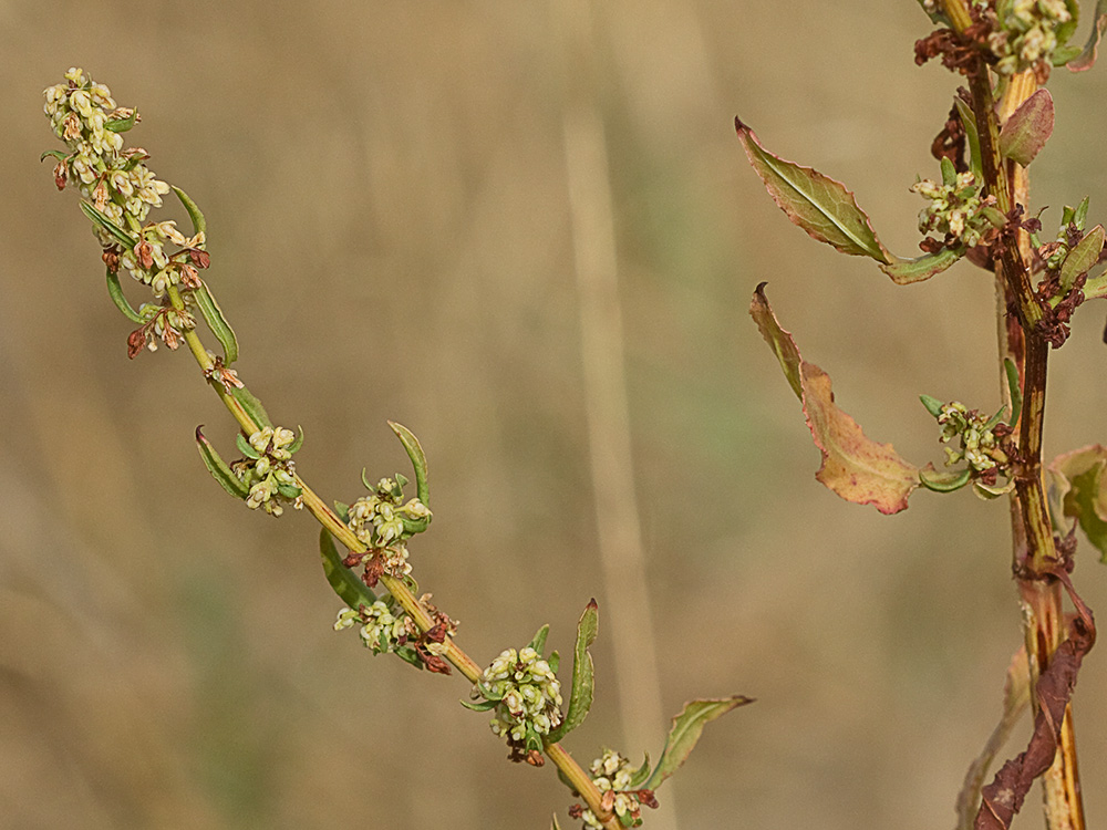Planta de la Romaza aglomerada (Rumex conglomeratus)