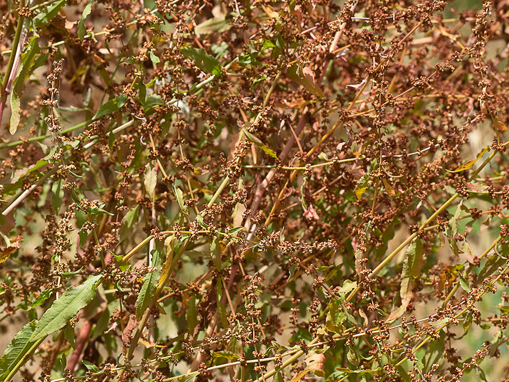 Planta de la Romaza aglomerada (Rumex conglomeratus)