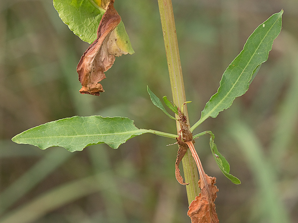 Tallo con ócrea y hojas de la Romaza aglomerada (Rumex conglomeratus)