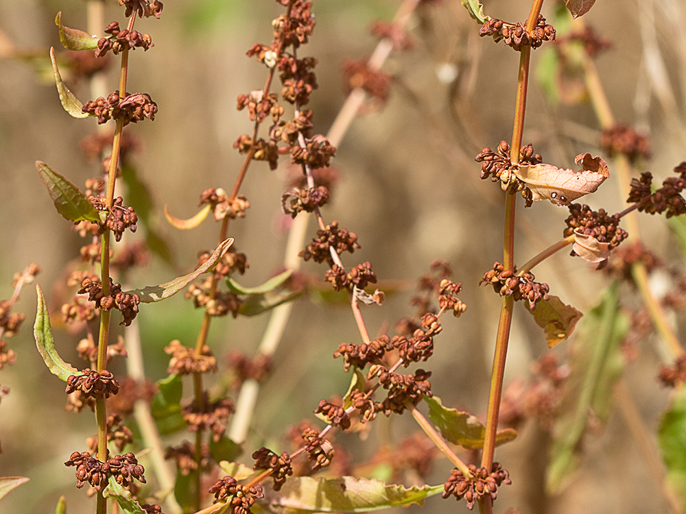 Planta de la Romaza aglomerada (Rumex conglomeratus)