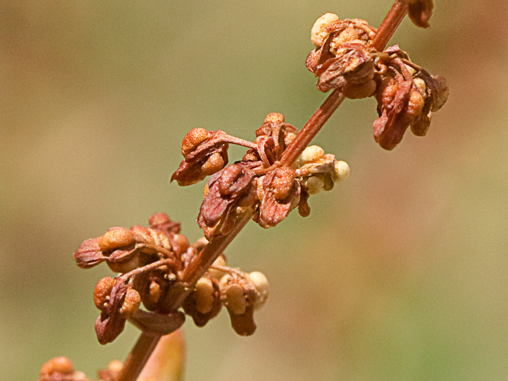 Planta de la Romaza aglomerada (Rumex conglomeratus)